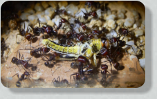 Messor cephalotes futtern Heuschrecke