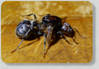 Messor cephalotes verkrüppelte Königin