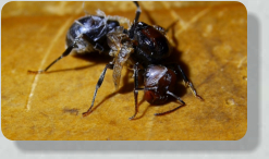 Messor cephalotes verkrüppelte Königin