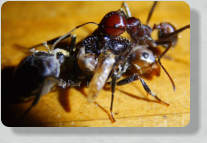 Messor cephalotes verkrüppelte Königin