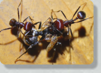 Messor cephalotes verkrüppelte Königin