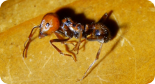 Messor cephalotes