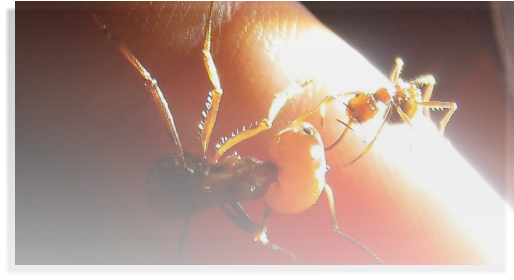 Messor cephalotes Ameisenhaltungsbericht