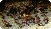 Messor cephalotes Majorarbeiterin