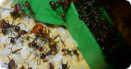 Messor cephalotes trinken Wasser