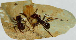 Messor cephalotes