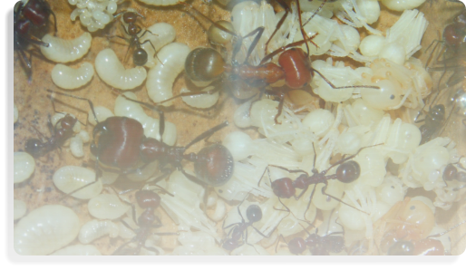 Messor cephalotes Ameisenhaltungsbercht
