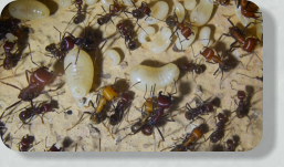 Messor cephalotes Larven