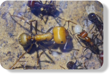 Messor cephalotes Major