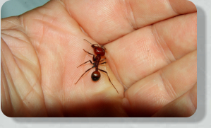 Messor cephalotes Majorarbeiterin