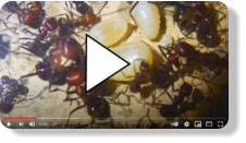 Messor cephalotes Nest Video