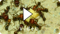 Messor cephalotes Video