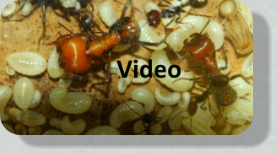 Messor cephalotes Video