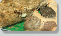 Messor cephalotes beim Umzug