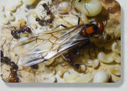 Messor cephalotes Junkönigin