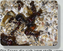 Messor cephalotes Königin getötet