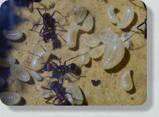 Messor cephalotes Larven