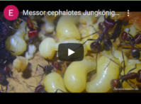 Messor cephalotes Video