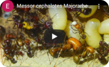 Messor cephalotes Video