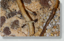 Messor cephalotes mit Mehlkäferlarve