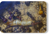 Messor cephalotes mit Mehlkäferlarve