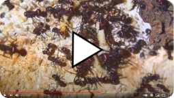 Messor cephalotes und ihr Futter Video