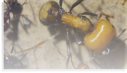 Messor cephalotus Ameisenhaltungsbericht