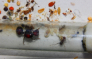 Messor cephalotes im Reagenzglas