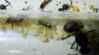 Messor cephalotes im Reagenzglas