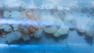 Messor cephalotes Brut