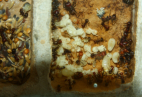Messor cephalotes Nest