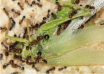 Messor maurus