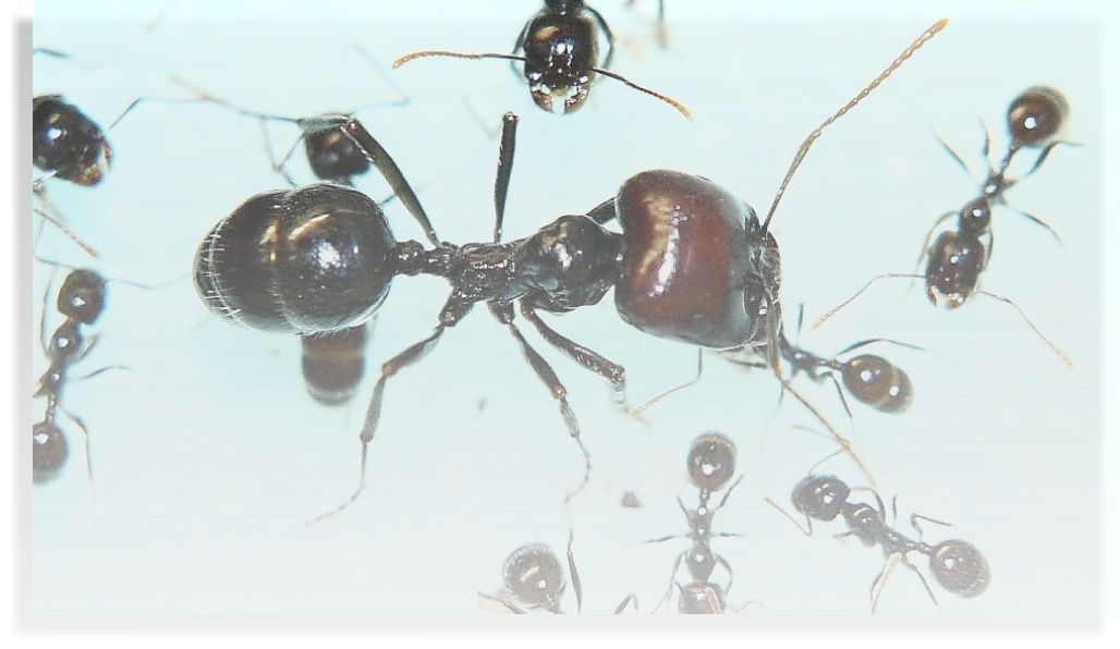 Messor barbarus