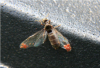 Lasius niger Königin mit Milben