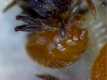 Meranoplus Gaster mit parasitären Milben