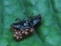 Käfer mit Milben