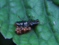 Käfer mit Milben