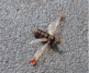 Lasius niger Königin mit Milben