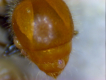 Meranoplus Gaster mit parasitären Milben