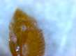 Meranoplus mit parasitären Milben