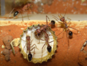 Myrmecia pavida