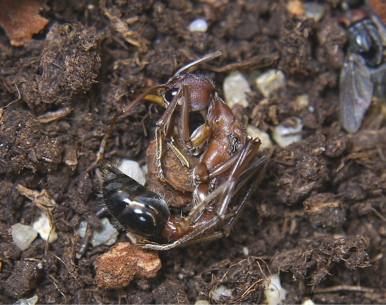 Myrmecia pavida