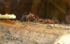 Myrmecia pavida