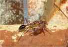 Myrmecia pavida