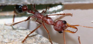 Myrmecia pavida