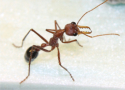 Myrmecia pavida