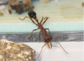 Myrmecia pavida