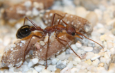 Myrmecia pavida