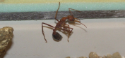 Myrmecia pavida