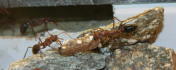 Myrmecia pavida